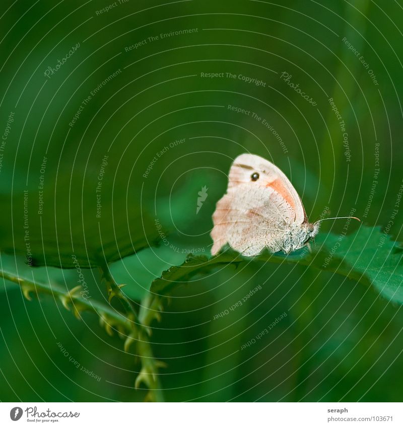 Schmetterling Ochsenauge Insekt Augenfalter stengel stil Pflanze Umwelt Natur Wiese Fühler Dorn Dornenbusch Sträucher krabbeln Flügel Färbung Fleck landung