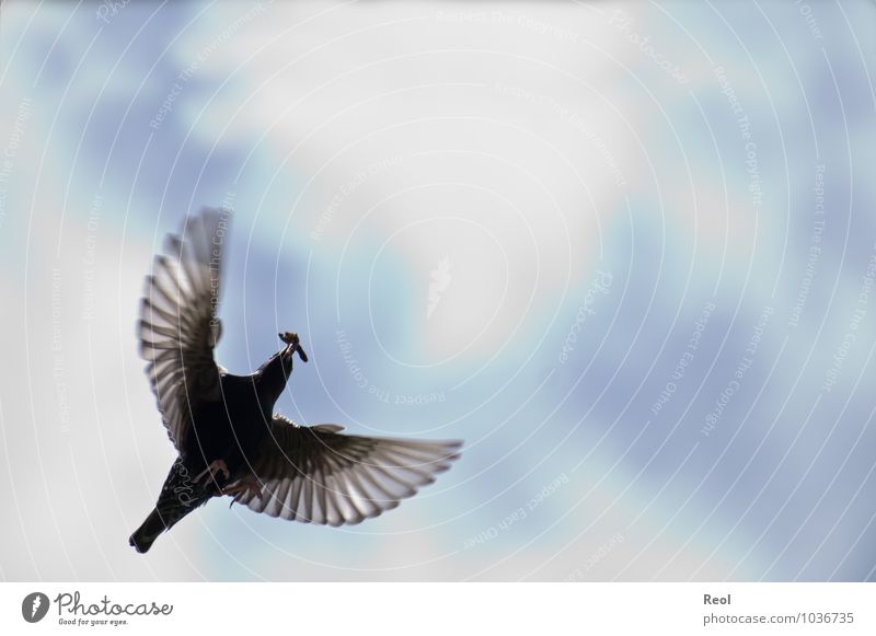 Fliegen Jagd Urelemente Luft Himmel Wolken Tier Vogel Amsel Vogelflug fliegen fliegend Feder Flügel Krallen Wurm Fressen Schnabel 1 Bewegung blau schwarz weiß
