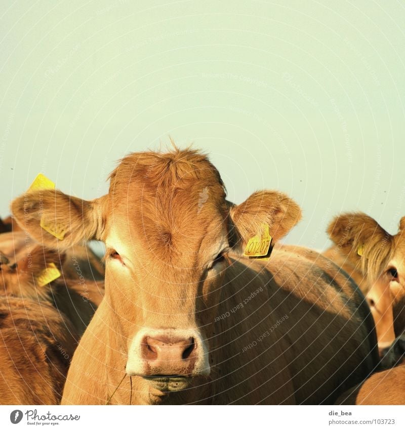 Montag Morgen genervt Kuh Rind Säugetier Müdigkeit Dänemark Weide Numerierung