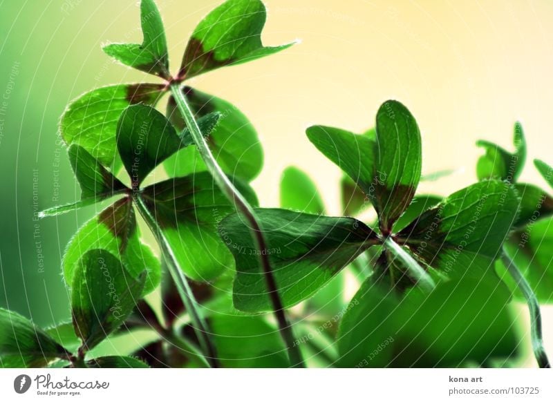 Glück muss man haben Klee Kleeblatt grün Glücksklee Pflanze 4 frisch zart saftig Glücksbringer Suche finden Symbole & Metaphern Volksglaube Wiese Feld Garten