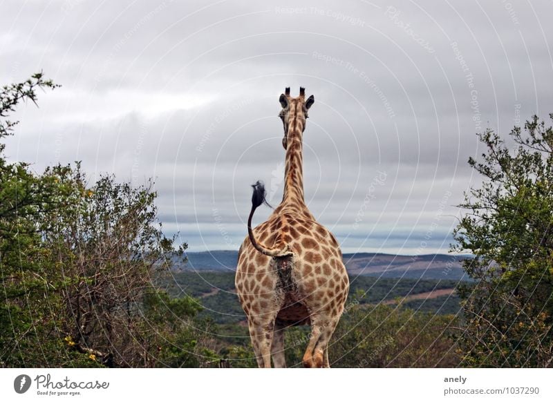 ByeBye Giraffe 1 Tier Zufriedenheit Optimismus Wachsamkeit Gelassenheit ruhig Sehnsucht Südafrika Safari Schwanz Wiedersehen Abschied Aussicht Ferne Horizont