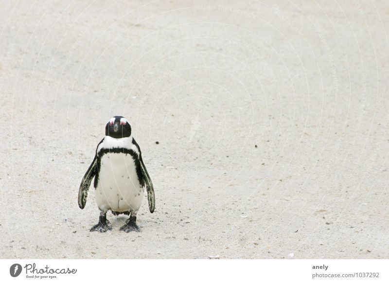 me myself and I Pinguin Sand Schwimmen & Baden stehen weiß Zufriedenheit Coolness Gelassenheit ruhig Sehnsucht Ferne Platz Südafrika einzeln 1 Schwarzweißfoto