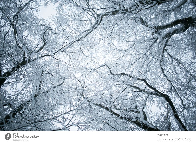 frozen forest ii Umwelt Natur Pflanze Winter Wetter Eis Frost Schnee Schneefall Baum Wald ästhetisch bedrohlich kalt schön trist blau ruhig Reinheit Sehnsucht