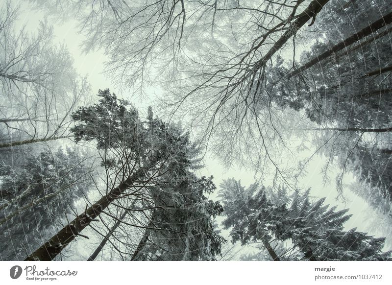 Giganten im Wald Umwelt Natur Himmel Winter Baum Blatt Nadelbaum Tannennadel entdecken Erholung außergewöhnlich bedrohlich Zusammensein gigantisch Tapferkeit