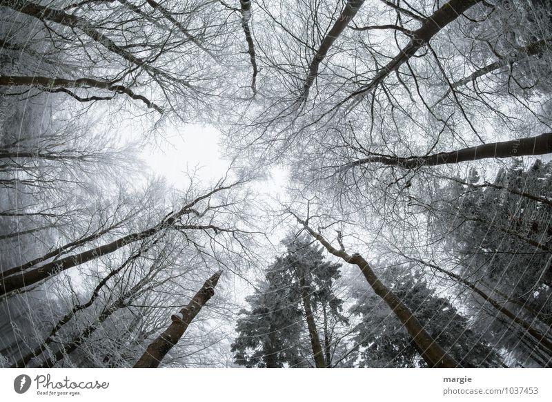 Himmelwärts wachsen die Bäume Umwelt Natur Pflanze Tier Winter Klima Wetter Eis Frost Schnee Baum Blatt Nadelbaum Ast Zweige u. Äste Wald frieren Wachstum