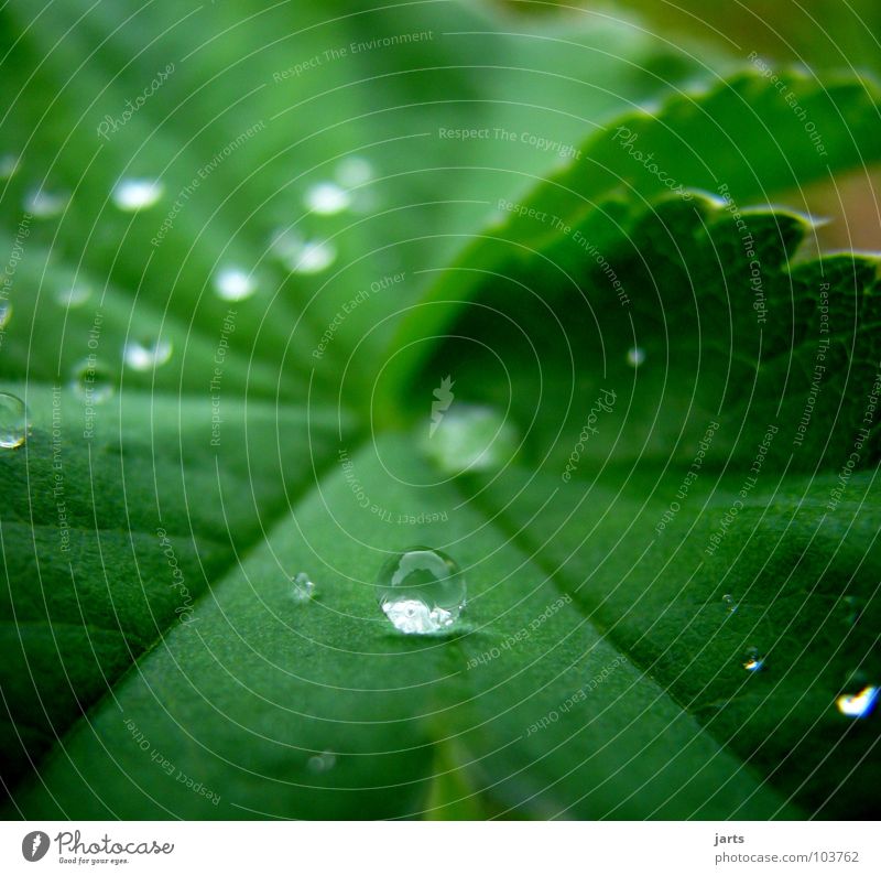 Tropfen Blatt nass grün Wasser Wassertropfen Regen Kugel Seil jarts