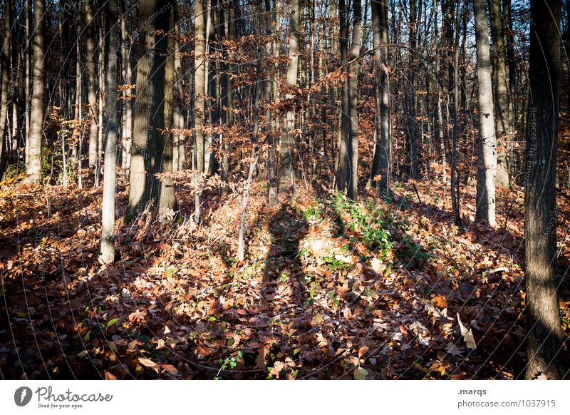 Ich glaub ich steh im Wald Ausflug wandern 1 Mensch Umwelt Natur Landschaft Erde Herbst Baum Baumstamm stehen natürlich Stimmung skurril Farbfoto Außenaufnahme