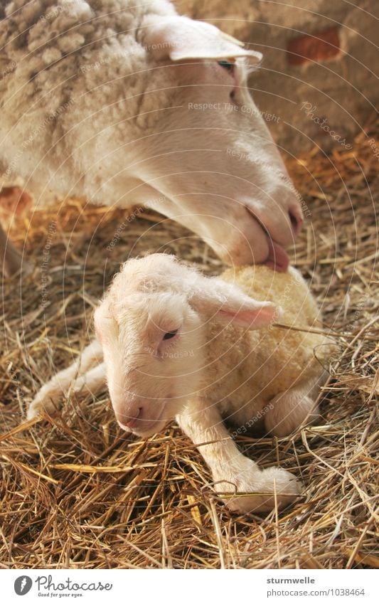 Erste Wäsche - Mutterschaf leckt ihr Junges Tier Haustier Nutztier Schaf Lamm 2 Tierjunges Tierfamilie berühren Lächeln liegen Reinigen Freundlichkeit