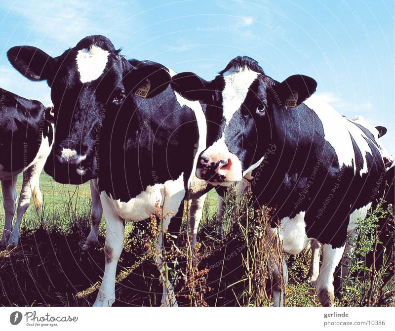 kuh Kuh Natur Schwarzweißfoto