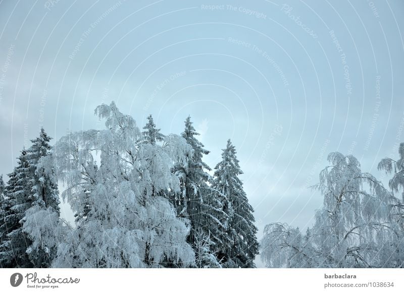 Väterchen Frost war da Natur Landschaft Luft Himmel Winter Eis Schnee Baum Wald ästhetisch hell kalt blau grau weiß Stimmung ruhig Idylle Klima Sinnesorgane