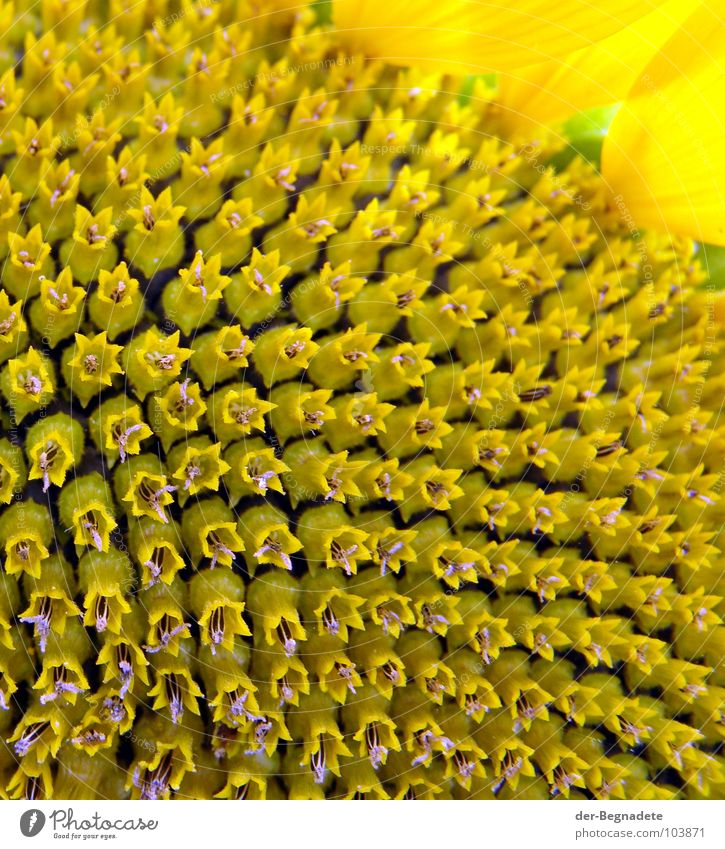 Sonne pur Leben Sommer Pflanze Blume Blüte Nutzpflanze heiß gelb Erfolg ästhetisch Optimismus Ordnung Wachstum Sonnenblume Blütenkelch Sommerblumen Kerne