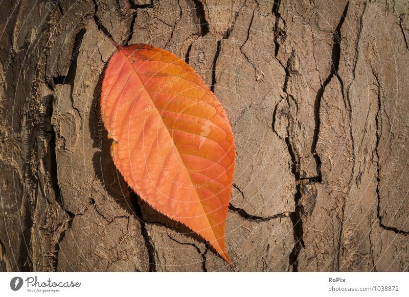 Herbstfarben Kunst Umwelt Natur Pflanze Klima Wetter Schönes Wetter Baum Blatt Wildpflanze Garten Park Wald Dekoration & Verzierung Holz alt gehen genießen
