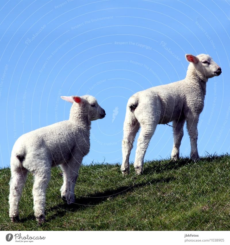 Mal schauen, ob die Nordsee da ist! Lebensmittel Fleisch Ernährung Umwelt Natur Landschaft Himmel Wolkenloser Himmel Sonne Tier Haustier Nutztier Fell Schaf