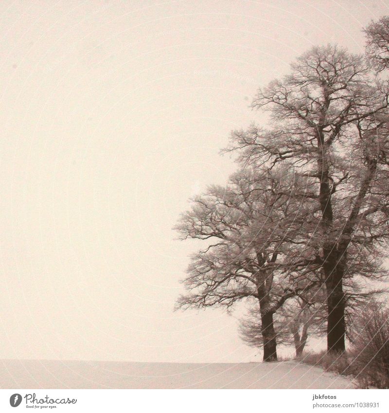 Wintereichen Umwelt Pflanze Unwetter Nebel Eis Frost Schnee Baum Eiche Eichenwald Garten Park Feld Wald dick hoch Farbfoto Außenaufnahme Tag Kontrast
