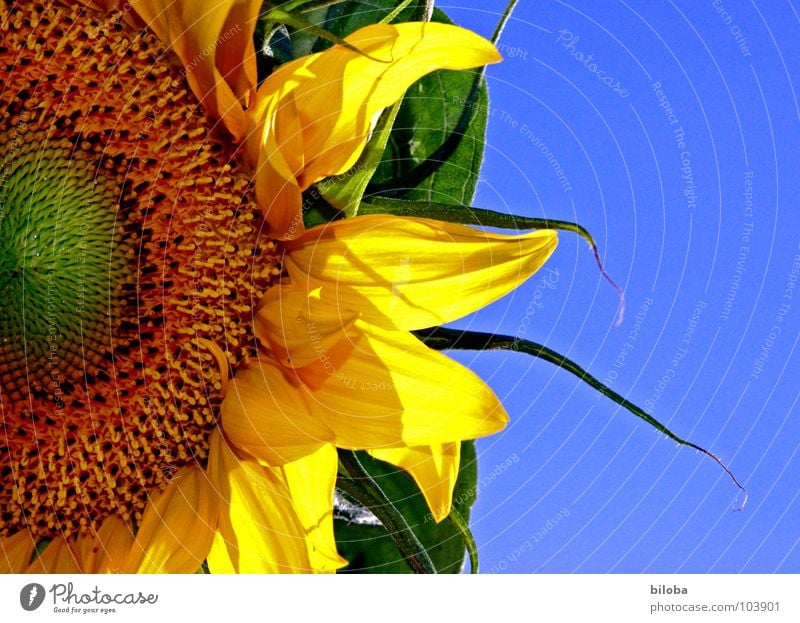 Die Sonne im Garten Sonnenblume Blume Blüte Blütenblatt Kerne gelb himmelblau knallig Gegenlicht Sonnenblunkerne Himmel Kontrast