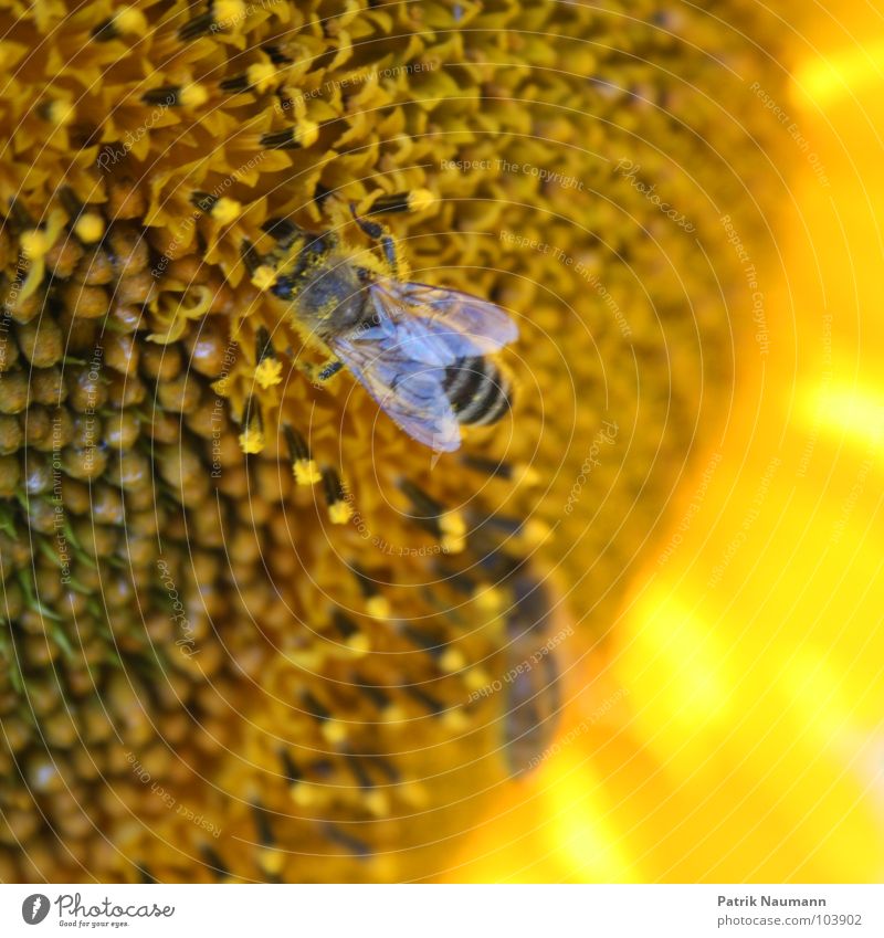 fleisige Bienchen Biene Sonnenblume Honig Blüte Pollen Insekt gelb Unschärfe Tiefenschärfe Pflanze Tier Lebewesen Samen Blütensamen mehrfarbig kräftige Farbe