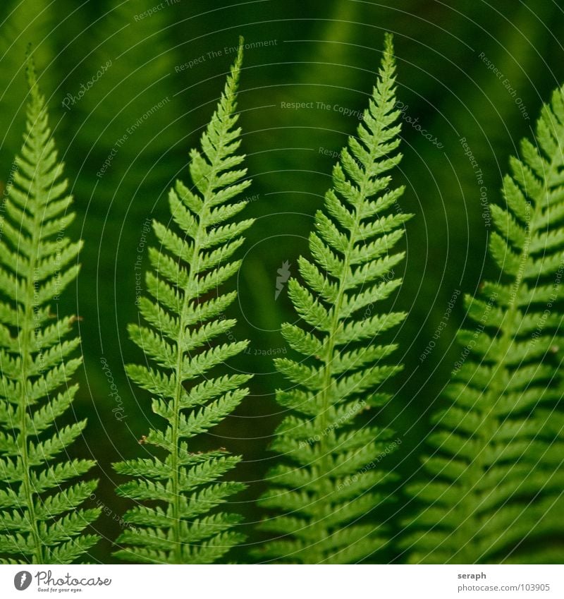 Farn Echte Farne grün pteridopsida Pflanze königsfarn tüpfelfarn Natur Farnblatt filigran Stengel gefiedert frisch Wachstum Botanik Makroaufnahme Sporen