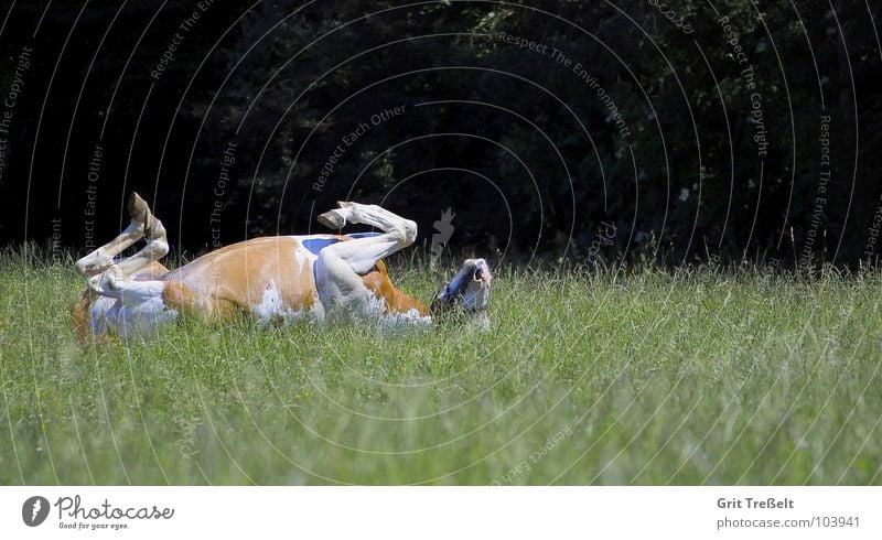 Umgefallen ;-) Pferd Luft Säugetier Rasen Beine liegen lustig Rücken hufen