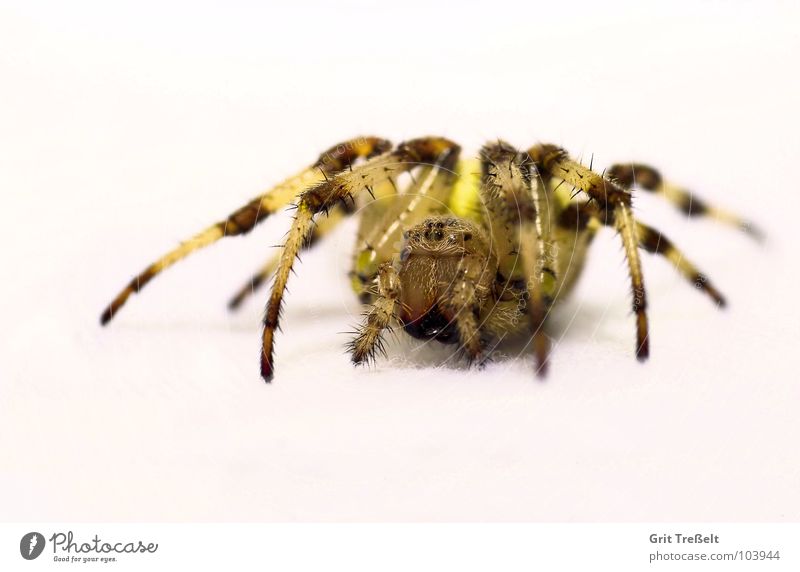 Spinne Ekel klein Makroaufnahme Angst Auge