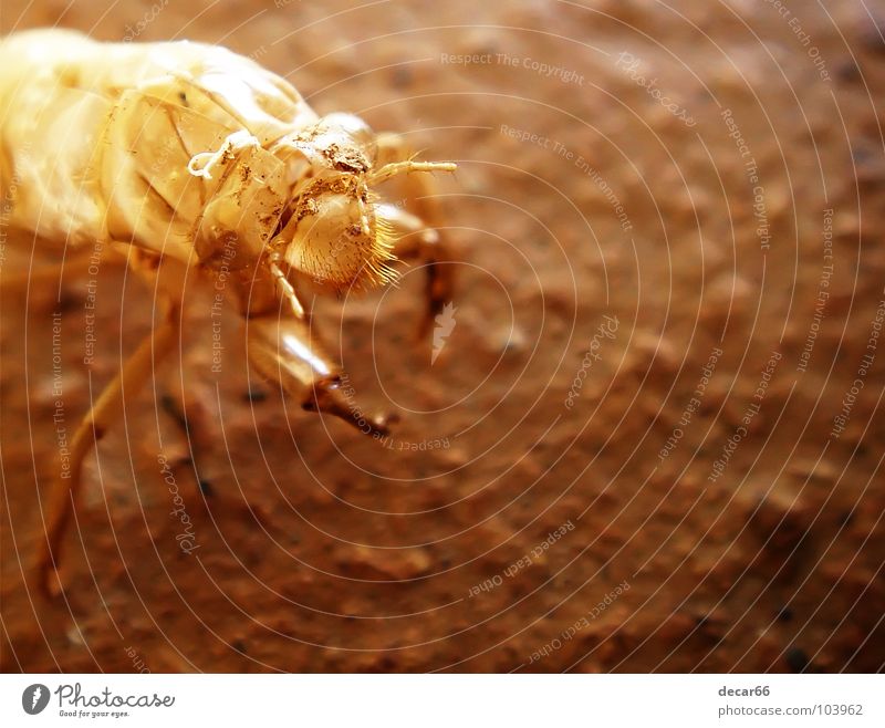 Alien Skin Insekt Sommer Makroaufnahme Nahaufnahme cicada insect skin brown chocolate Außerirdischer earth dark Mars