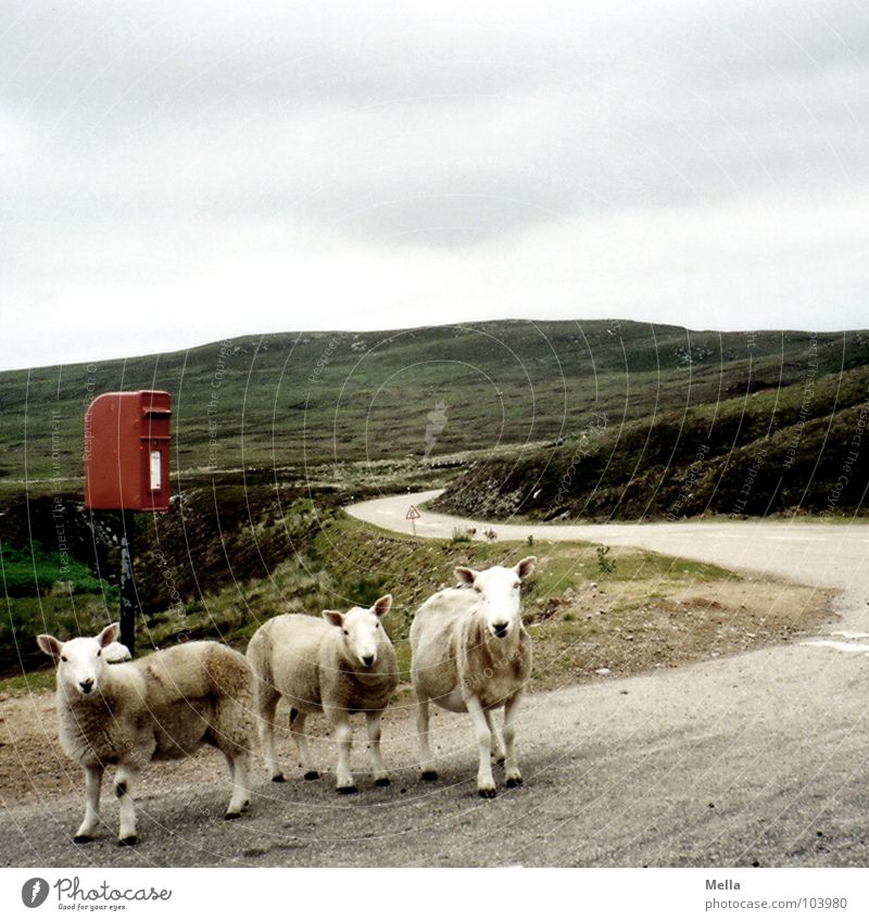 Postman, bring me a letter Schaf Schottland Briefkasten E-Mail rot Wolken grau Hügel Großbritannien Blick mäh Verkehrswege Säugetier Langeweile sheep mailbox