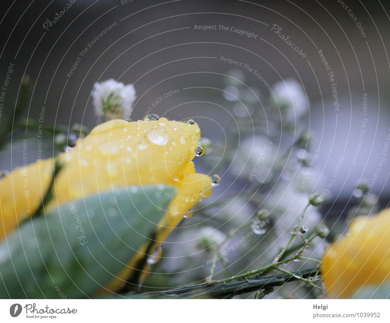 Wetter | Regentropfen... Umwelt Natur Pflanze Wassertropfen Frühling Blume Blatt Blüte Blühend glänzend liegen authentisch nass gelb grau grün weiß ruhig
