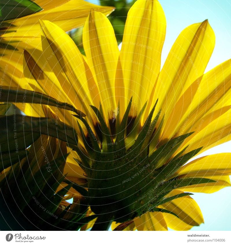 Mittagsgold Blume Blüte Gazanie Garten Blumenbeet Sommer Himmel Gegenlicht gelb grün Schatten Kontrast