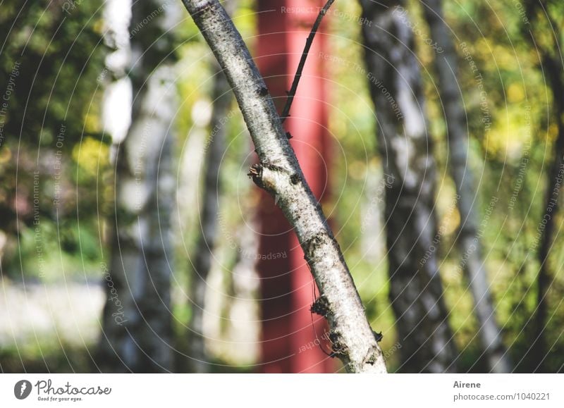 AST7 Pott | unangepasst Baum Birke Birkenwald Park Wald Stahlträger Industriegelände Metall Rost Wachstum grün rot weiß einzigartig protestieren Neigung schief