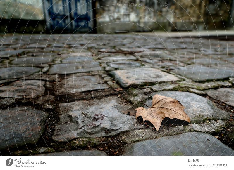 Treading warily on Rilke's paths Umwelt Natur Herbst Blatt Herbstlaub Ahornblatt Paris Stadtzentrum Menschenleer Mauer Wand Tür Hinterhof Jardin des Plantes