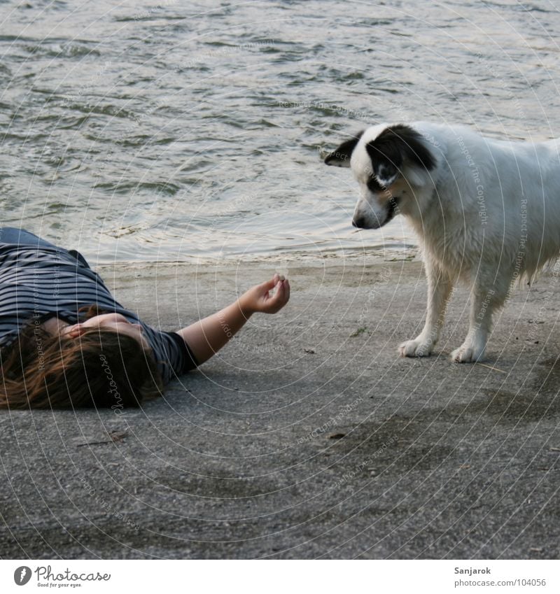 Lecker Fressi! Pubertät Hund grau Strand Beton Staustufe Wellen füttern Futter suspekt Vorsicht Kieselsteine Fressen Haustier weiß Fluss Wasser Abend Schatten