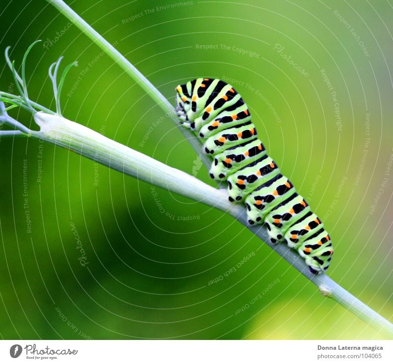 Mr. Butterfly Schwalbenschwanz Schmetterling verwandeln Halbschlaf Ernährung grün schwarz Sträucher klein langsam schön Präsentation Raupe Sommervogel warten