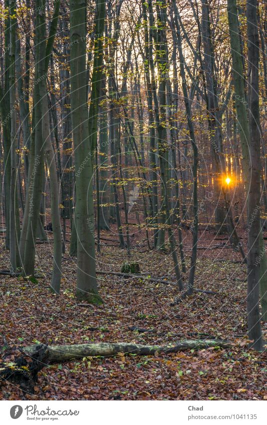 Wald Leuchte Spaziergang Umwelt Pflanze Sonnenaufgang Sonnenuntergang Herbst Baum beobachten Erholung kalt Wärme braun gold orange ruhig Einsamkeit Farbfoto