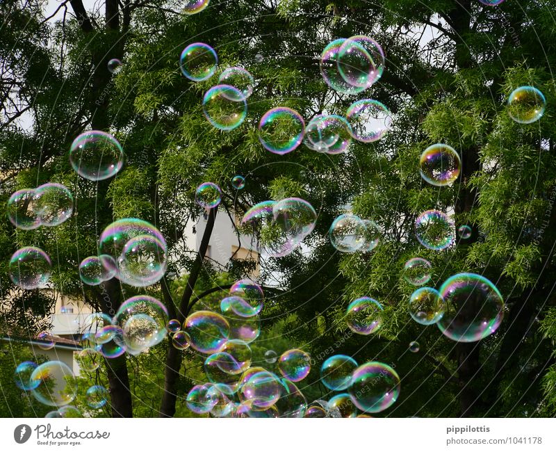 bubbles Baum Seifenblase Bewegung fangen fliegen Spielen träumen Flüssigkeit frei Fröhlichkeit glänzend positiv rund mehrfarbig grün Freude Lebensfreude