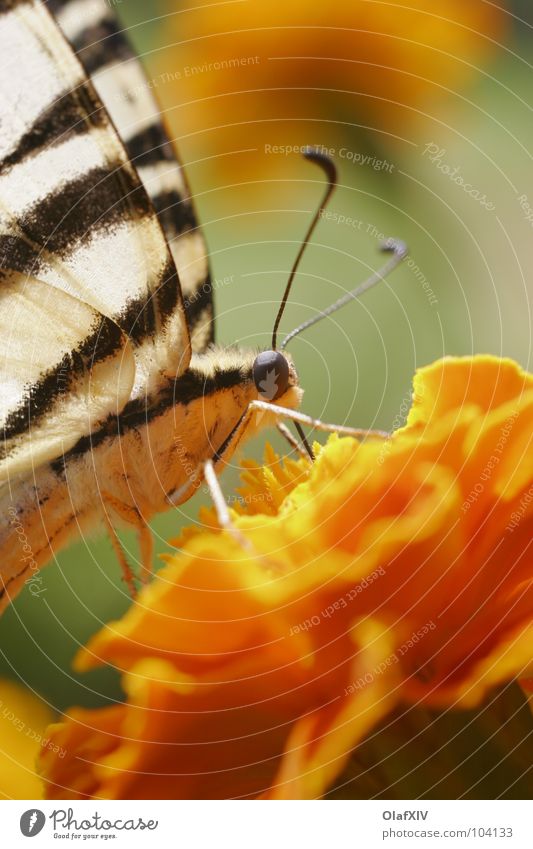 Schwalbenschwanzschmetterling Makroaufnahme Schmetterling gelb Fühler Staubfäden saugen Pollen Blume durstig Tagetes Streifen weiß Insekt Unschärfe Rüssel ruhig
