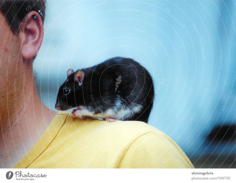 auf meinen schultern. Ratte Schulter gelb Denken Trauer Tier Nagetiere Säugetier blau Ohr Traurigkeit Mensch