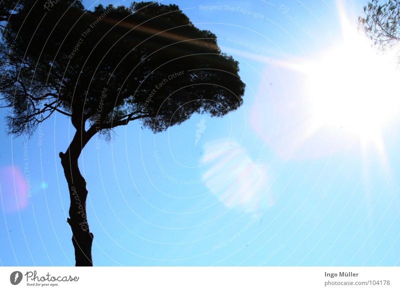 Italien bei 30 °C Neapel Ausland Europa Baum Palme Licht Sonnenstrahlen Sommer Strand blenden Amerika Lichtstrahl Himmel Sun