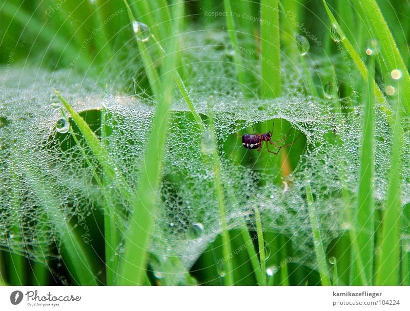 schau mal, wer da spinnt Spinne Spinnennetz Wassertropfen Gras Uckermark Polder Wiese grün fleißig Sommer Makroaufnahme Nahaufnahme Netz Tau spinnen