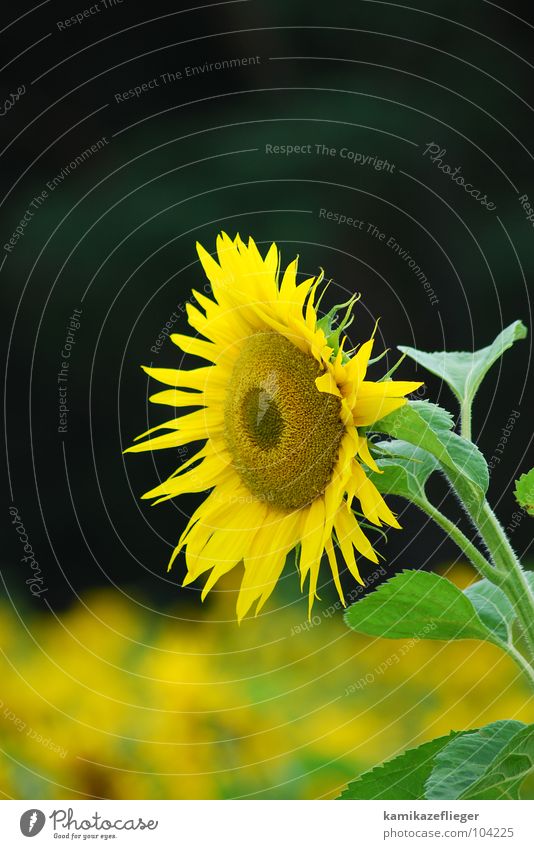 die wächterin Sonnenblume Sonnenblumenfeld Wachsamkeit gelb braun grün Sommer Blume Blühend