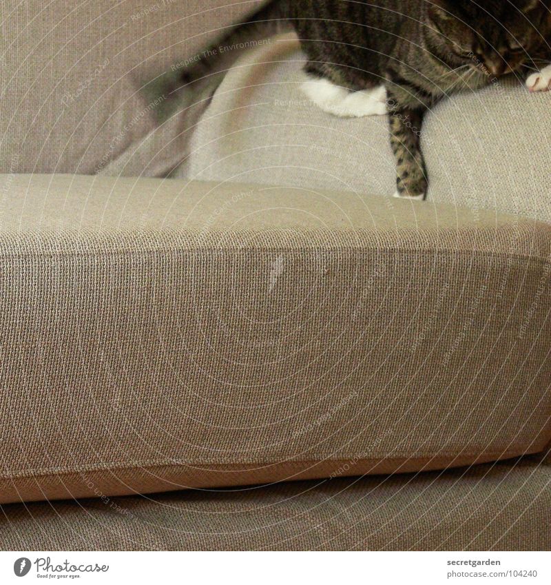 die 5 minuten haben Sofa Katze kuschlig süß hängen Spielen Ausgelassenheit durchdrehen Stoff grau gemütlich Fernsehen Material Wohnzimmer Möbel ruhig Erholung