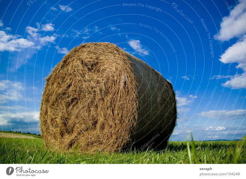 Strohballen Heu Heuballen Rolle rollen Feld Wiese Himmel Sommer Landwirtschaft Futter futterpflanze Gras Halm Ernte einfuhr Getreide Korn verpackt einpacken