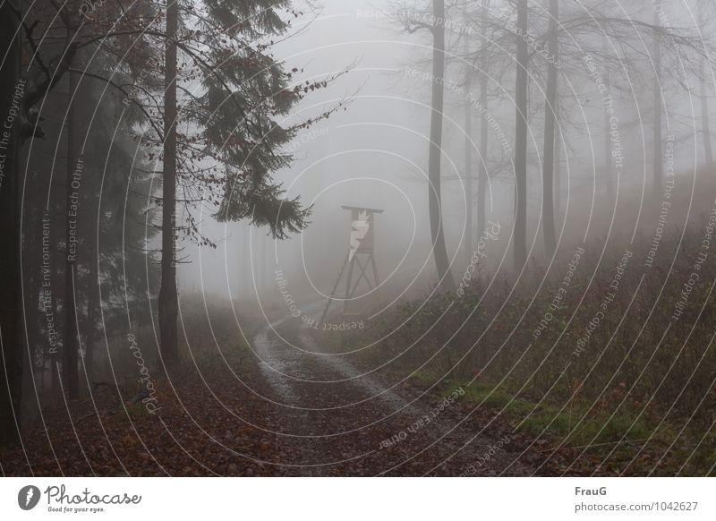 schlechte Aussichten Jagd Herbst Nebel Wald Wege & Pfade Hochsitz nass Natur Kurve trüb Außenaufnahme Tag