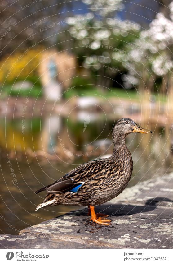 Duckface Umwelt Tier Wasser Frühling Sommer Schönes Wetter Park Teich See Wildtier Stockente Ente Entenvögel 1 Stein stehen braun gelb grün Fröhlichkeit