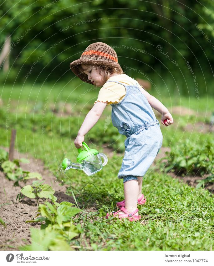 Kleines Mädchen gießt Pflanzen Gemüse Sommer Garten Kind Gartenarbeit Kleinkind Feld Hut Gießkanne Arbeit & Erwerbstätigkeit Erholung Gesundheit hell grün Glück