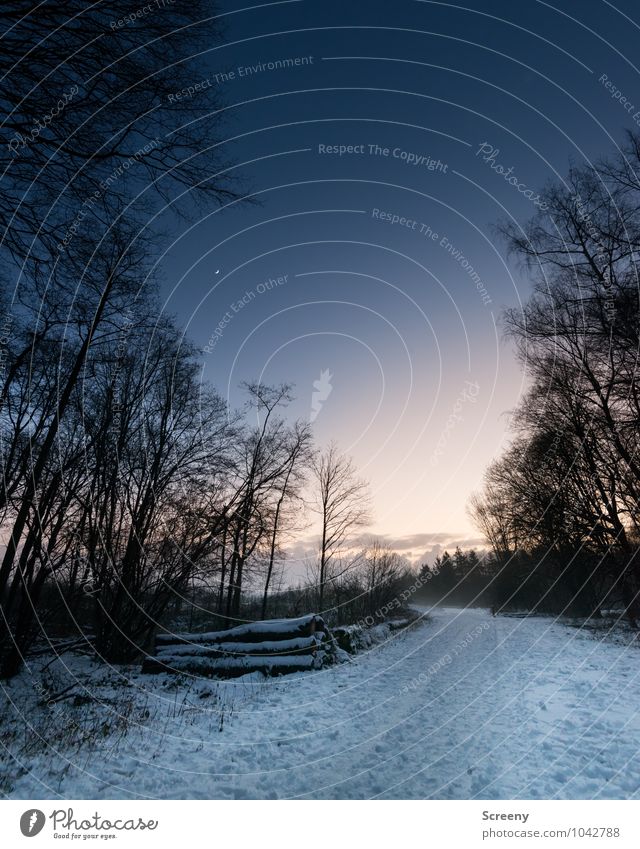 Abenddämmerung Natur Landschaft Pflanze Himmel Wolken Nachthimmel Mond Winter Eis Frost Schnee Baum Wald kalt blau gelb schwarz weiß ruhig Idylle Wege & Pfade