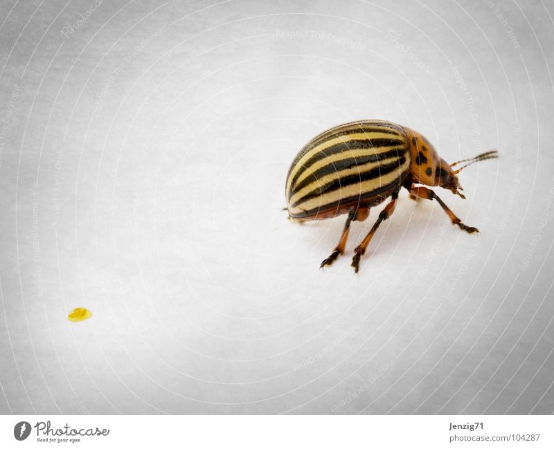 Was verloren. Kartoffelkäfer Schiffsbug Makroaufnahme krabbeln Insekt Streifen gehen Käfer Schädlinge insect fortlaufen go away