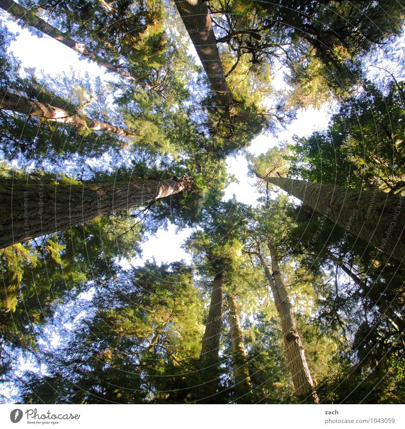 langlebig | Wachstum Pflanze Baum Blatt Wald Urwald alt groß hoch grün Douglasie Kanada Nordamerika aufstrebend Farbfoto Außenaufnahme Menschenleer Tag