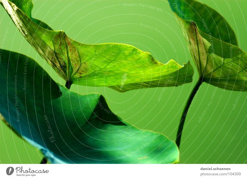 güner Lotus grün Monochrom grasgrün Photosynthese abstrakt Hintergrundbild Stengel Blattadern dunkelgrün Teich Pflanze Wachstum Sommer Frühling Park