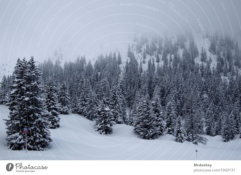 Winterliche Schönheit Umwelt Natur Landschaft Pflanze Wetter schlechtes Wetter Nebel Eis Frost Schnee Schneefall Baum Berge u. Gebirge kalt natürlich grau rot