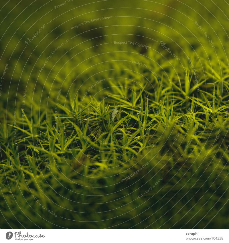 Moose Pflanze grün Hintergrundbild Laubmoos Bodendecker Sporen Symbiose Natur sporophyt mikro Flechten Makroaufnahme Botanik Wachstum Strukturen & Formen