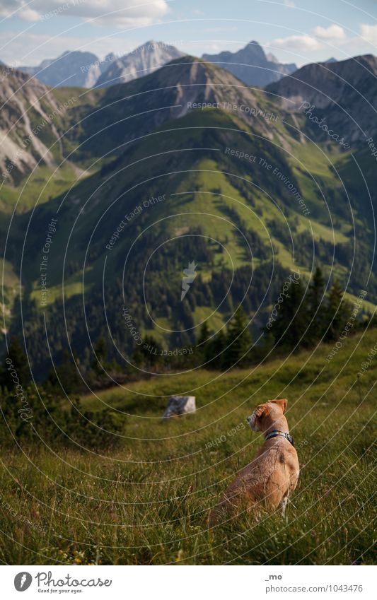 Unterwegs Ausflug Abenteuer Freiheit Berge u. Gebirge wandern Natur Landschaft Sommer Hügel Felsen Alpen Gipfel Tier Haustier Hund 1 sitzen Ferne Unendlichkeit